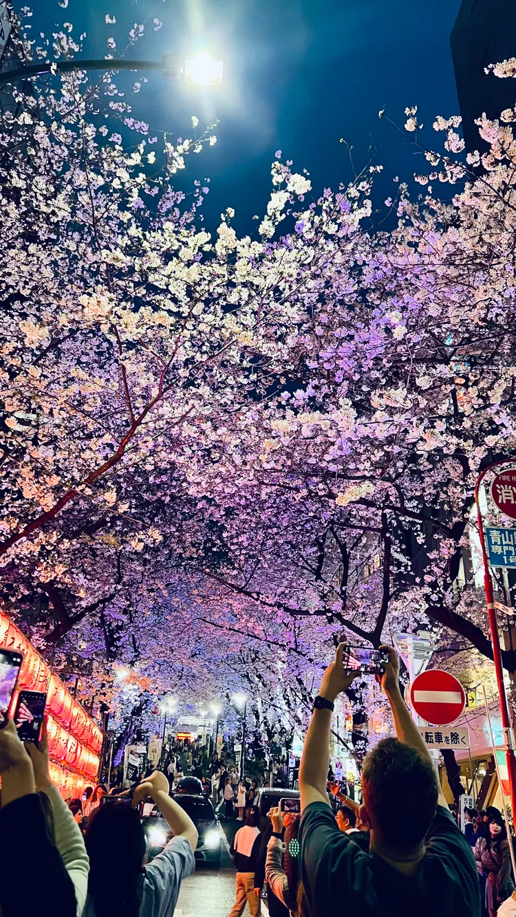 外國遊客無視現場工作人員勸阻，跑到車道上搶拍櫻花。翻攝X@nibosun3