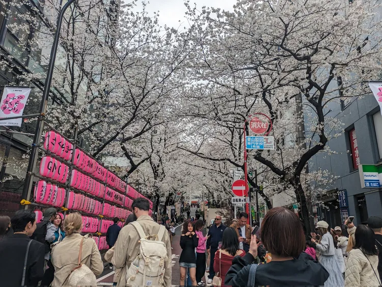 長達100公尺的澀谷櫻花隧道，抬頭就是美麗的櫻花，讓各國遊客為之瘋狂。翻攝X@moo_mashimashi