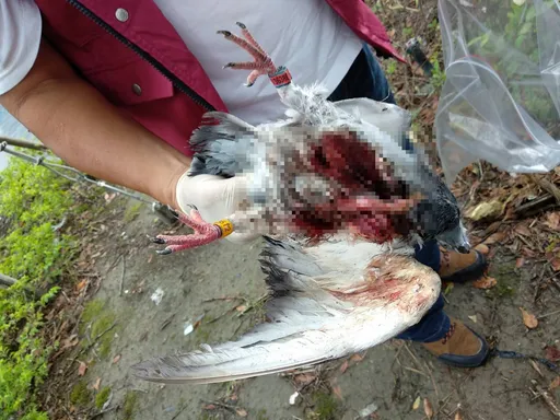 鴿子慘遭開膛破肚!新北連2起 查出「兇手」卻罰不了