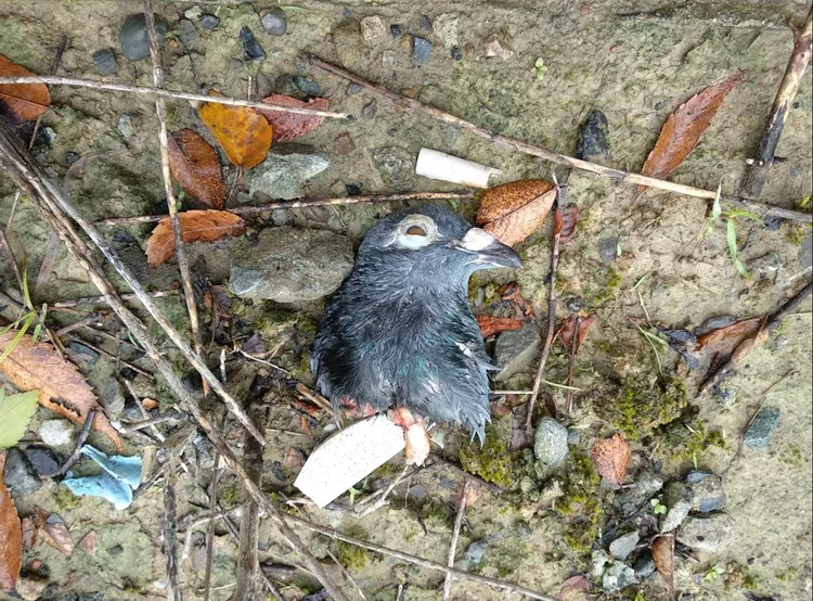 鴿首有時會被鳳頭蒼鷹嘴喙整齊切斷再拉扯，下方露出一短截食道。動保處提供
