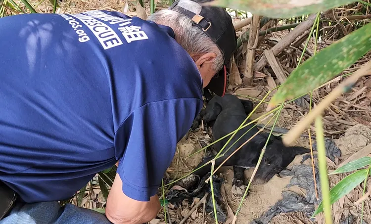 懷孕的流浪狗在高雄內門1處竹林誤中山豬吊陷阱，受困多時才獲救，但隔天仍死亡。台灣動物緊急救援小組提供