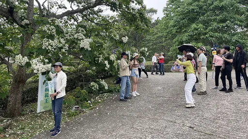 姜太公客家大院桐花盛開　預估花期至5月中旬