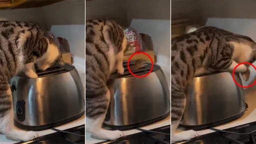實力影片|貓咪狂搗烤麵包機立功了 女飼主碎唸變嚇到飆髒話