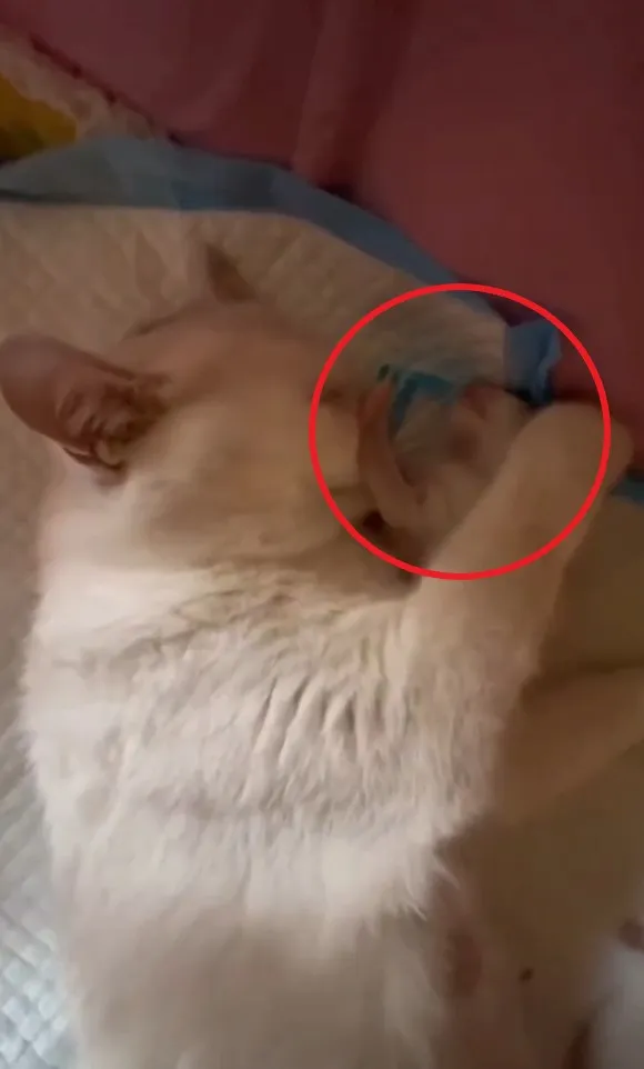 小貓咪邊睡覺邊伸懶腰。IG @the.worldofdogsandcats 提供