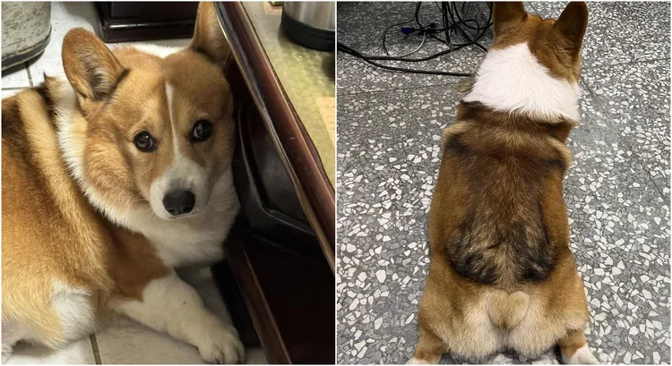 柯基如今已被飼主帶回。翻攝自翁子派出所臉書