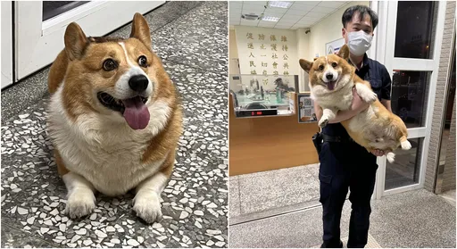 超胖柯基跳上車被載往派出所 體重曝光後飼主現身了