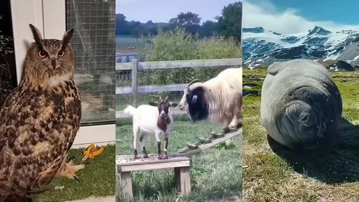 動物之歌！狗羊貓雞大合唱　神曲曝光網笑：好聽耶