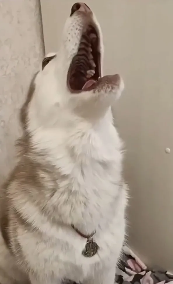 哈士奇說話啦~嗷～嗚～。IG @cats_dog_earth 提供