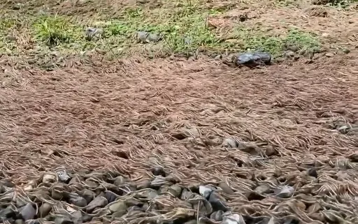 密集恐懼症！苗栗大鹿林道驚見大批馬陸遷徙　網憂大地震前兆