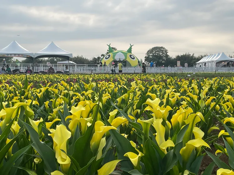 彩色海芋花海。農業局提供