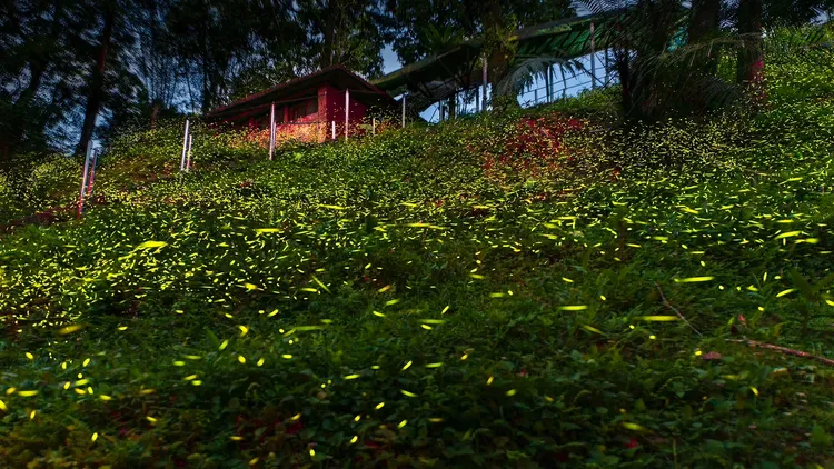 紫東社區入夜後螢火蟲遍地閃爍。王碧嬌提供
