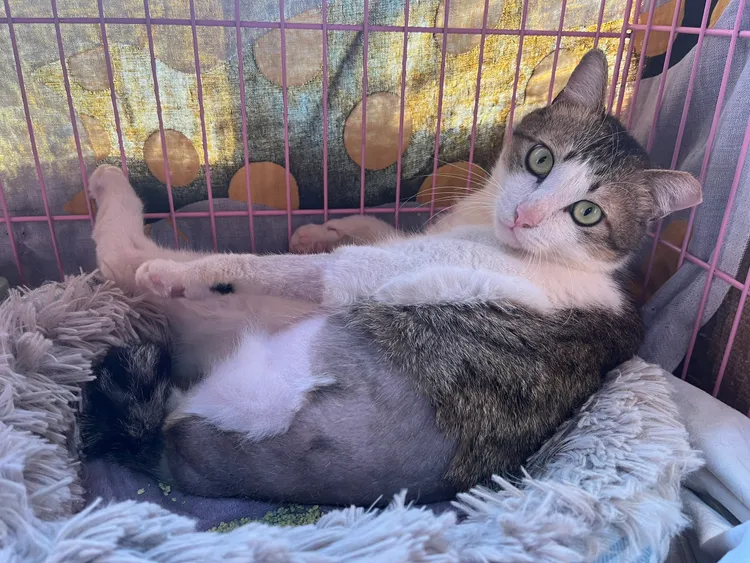 流浪貓「平安」在經歷了獸醫師的治療和動保員的持續關愛後，原本性情兇猛的貓逐漸敞開心扉，開始親近人類。動保處提供