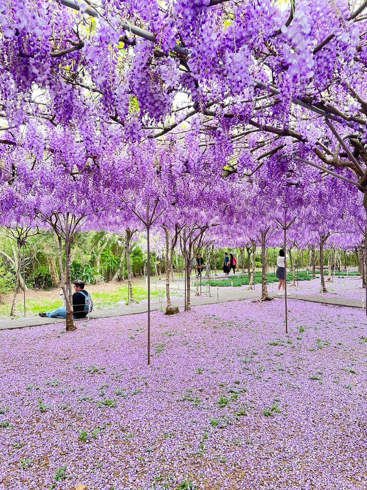 施景中醫師感嘆，有不少民眾為了拍出美照竟不惜拉扯花朵。（圖／翻攝自施景中臉書）