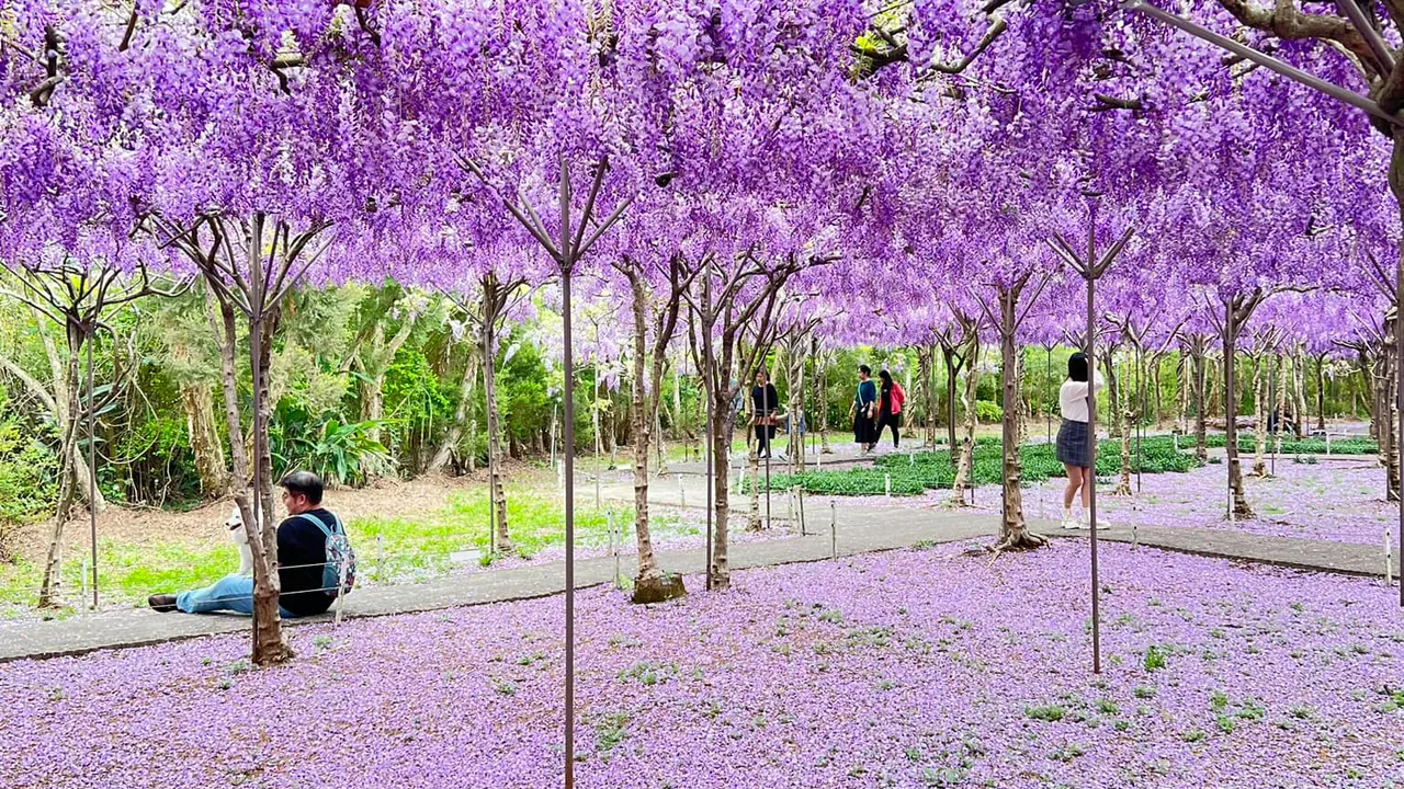 施景中醫師日前至淡水紫藤園賞花。（圖／翻攝自施景中臉書）