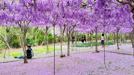 賞花遇刁民!硬闖還拉扯嬌弱花朵 仁醫嘆:俗不可耐
