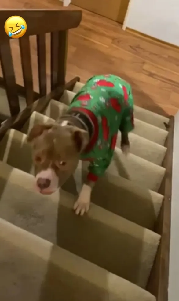 斯塔福德郡梗犬個性溫和友善。FB：Benjamin Chen 提供