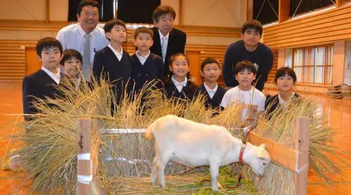 我的同學是山羊！小學「新生」入學　竟是土生土長的牠