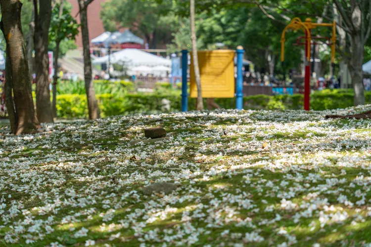 桃園桐花落地宛如下雪。桃園市府提供