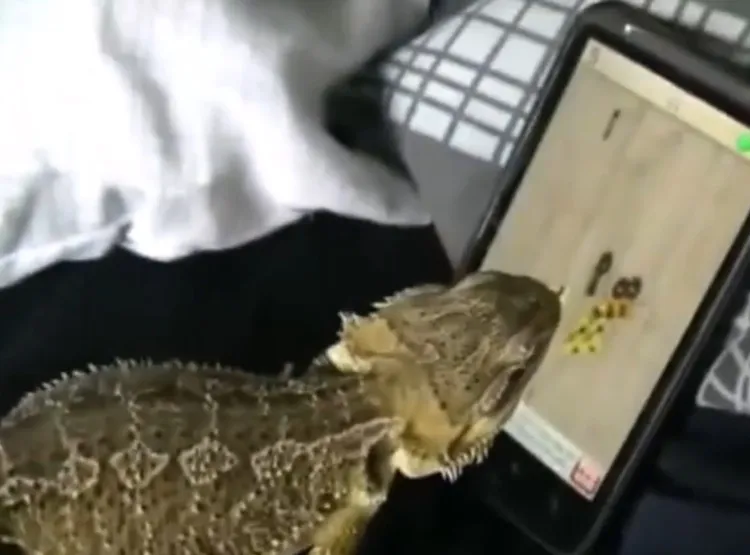 鬆獅蜥盯著手機畫面，不斷找機會吃蟲，但看的到卻吃不到。FB：Shi-Yu Jiang 提供