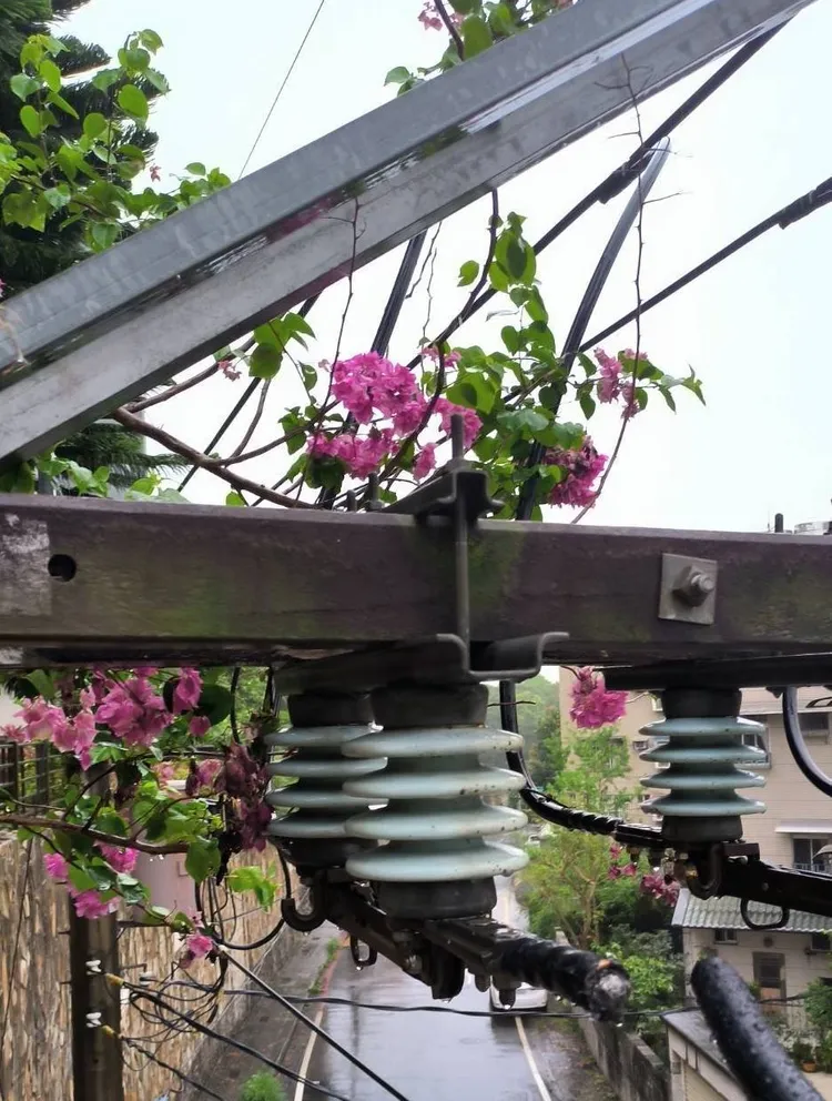 雷雨致樹竹傾斜碰觸高壓開關造成龍潭地區大停電。台電桃園區處提供