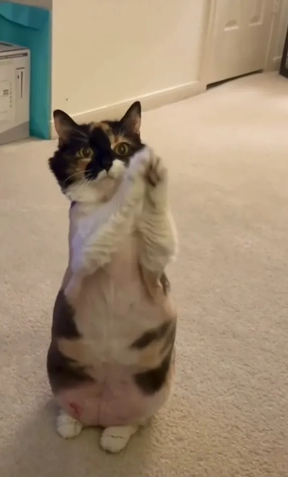 貓咪雙手合掌，撒嬌拜託模樣。IG @the.worldofdogsandcats 提供