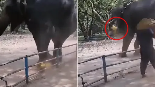 駭人影片｜少年遭動物園大象「踩拋虐殺」　陪馴獸師爸上班遇禍