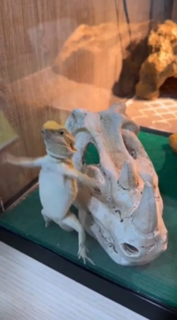 鬆獅蜥愛的抱抱。FB 李昱霖提供