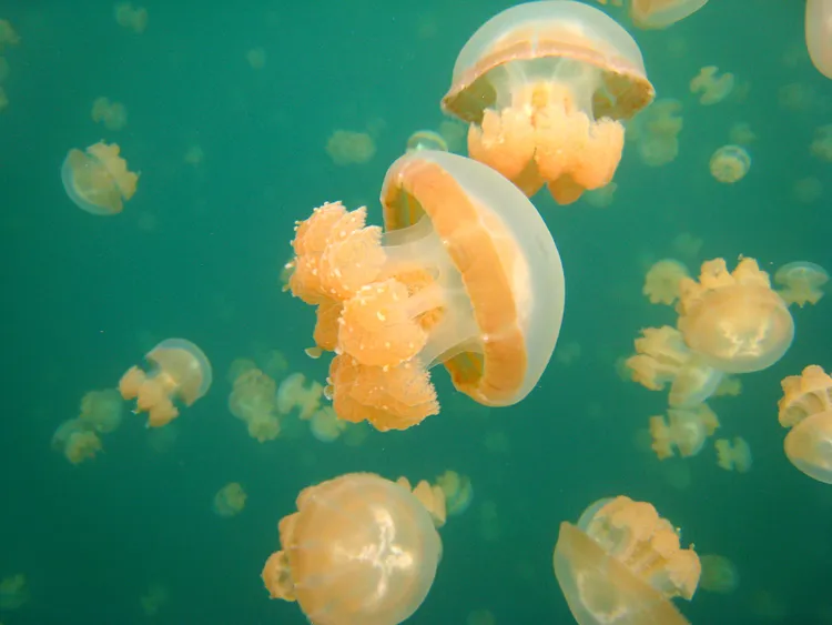 在水母湖中有壯觀的水母，是來到帛琉必訪之處。業者提供