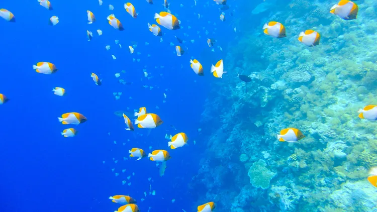 帛琉最精采的大斷層是全球知名的潛點。業者提供