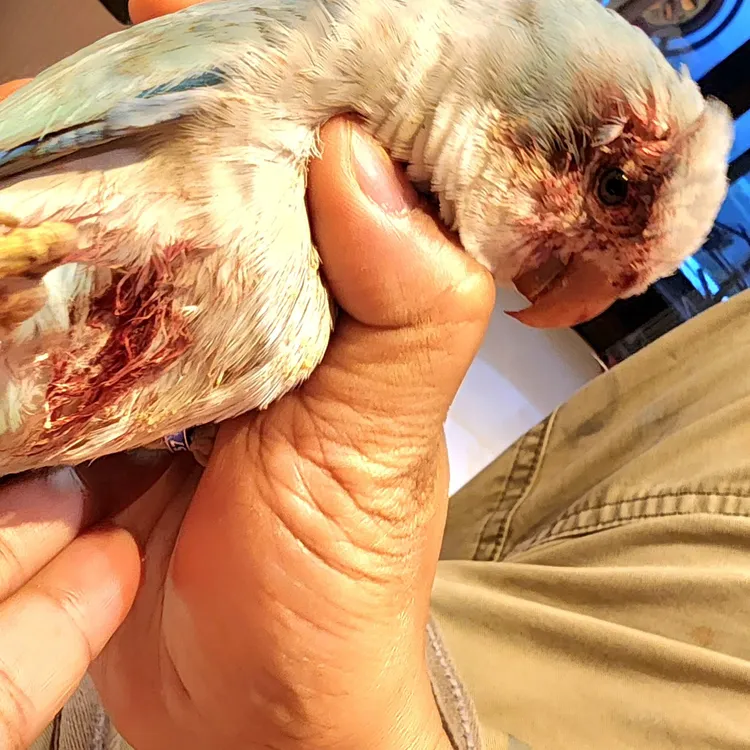 ▲▼陳仙梅第一次替家中和尚鸚鵡修剪指甲。（圖／翻攝自陳仙梅臉書）