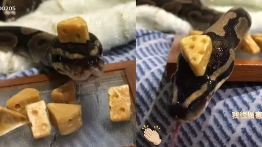 平衡感超好!寵物蛇頭頂起司 匍匐前進都沒掉下來