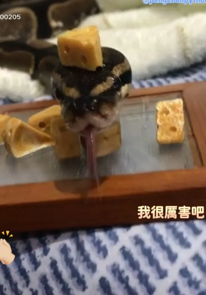 蛇的舌頭分叉，伸縮性強。TikTok@pang2ballpython / IG：pang2_ballpython 提供