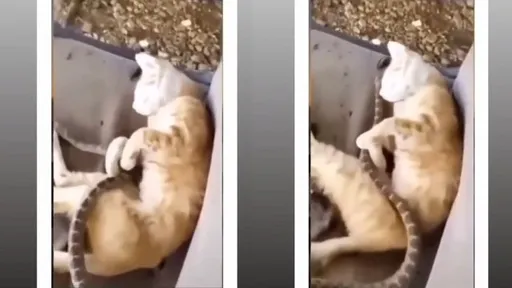 喵星人以為被主人撫摸 慢半拍發現竟然是蛇!