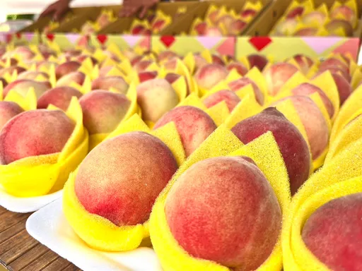 拉拉山媽媽桃收成!享產地直送免上山 桃市府和復興區農會發起網路預購