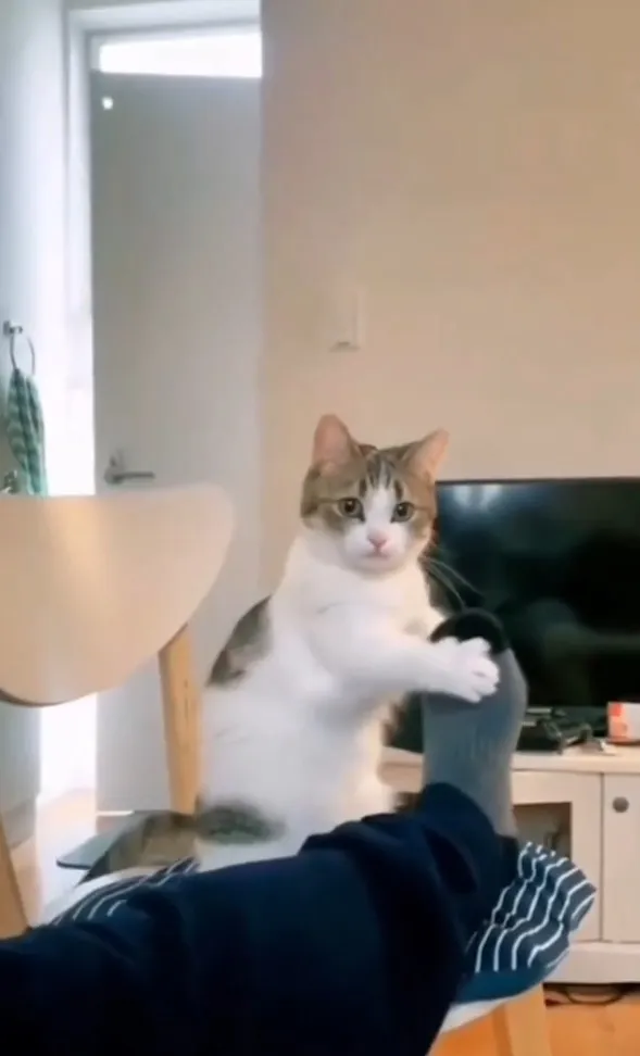 喵咪撒嬌模樣，實在太可愛了。IG @catlovers294 提供