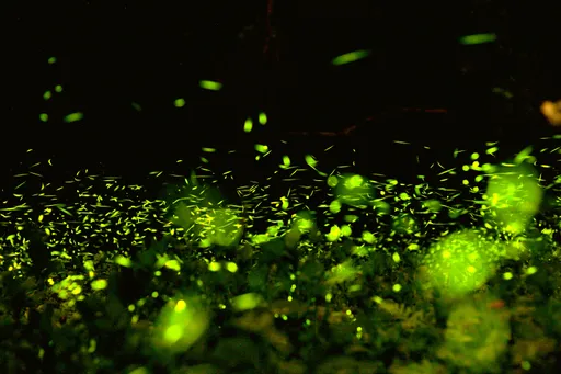 螢火蟲季到!一同尋找「火金姑」 全台遊樂園賞螢活動大公開