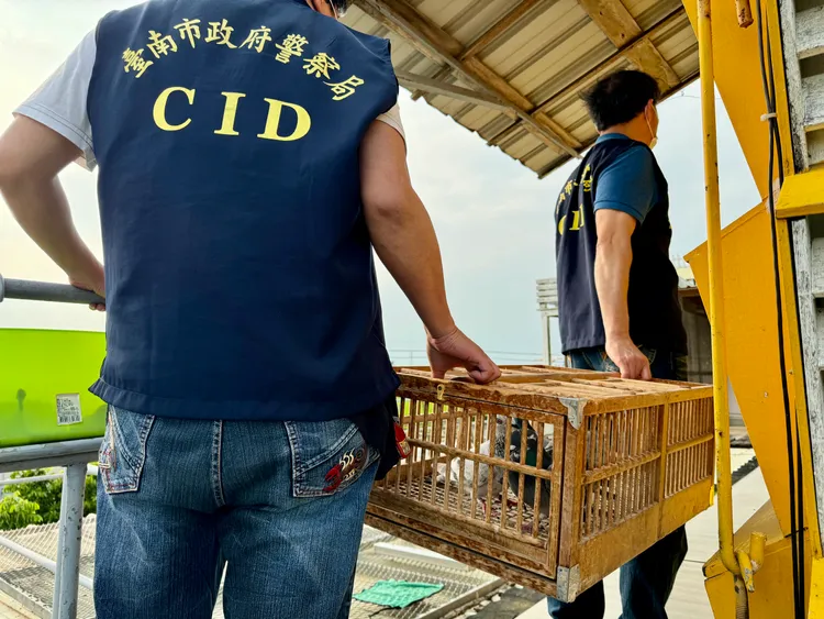 賽鴿平安獲釋。市刑大提供