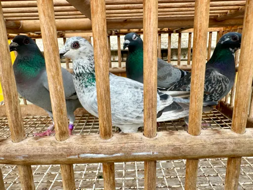 「冬季練鴿」變調!放飛慘遭架網綁走 擄鴿兄弟檔2個月大賺300萬