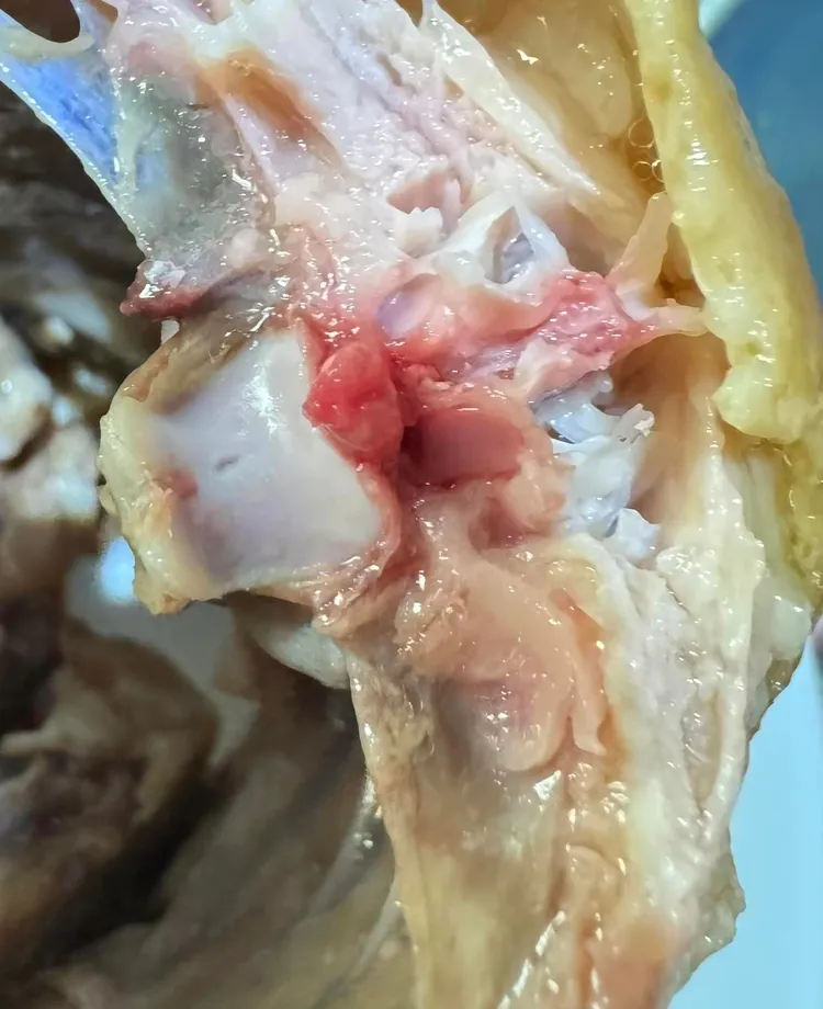 民眾在桃園南崁店的知名美式賣場買兩隻烤雞，卻發現其中一隻未熟透。翻攝《Costco好市多 商品經驗老實說》社團