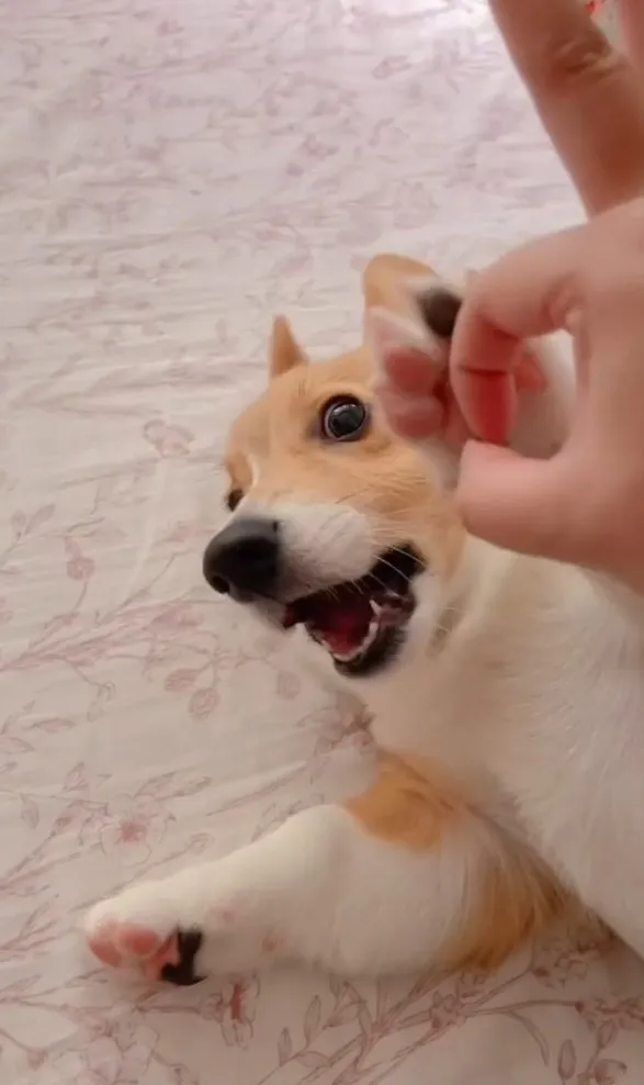 小柯基亂咬人，主人裝腔作勢要教訓柯基，柯基趕緊用腳檔住主人的手。TikTok@chinchin_hihi 提供