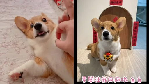 柯基小手狂擋主人騷擾　被煩到咬她一口趕快跑