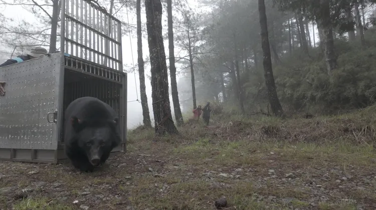 熊籠開啟，Lisayung隨即奔向山林。臺中分署提供