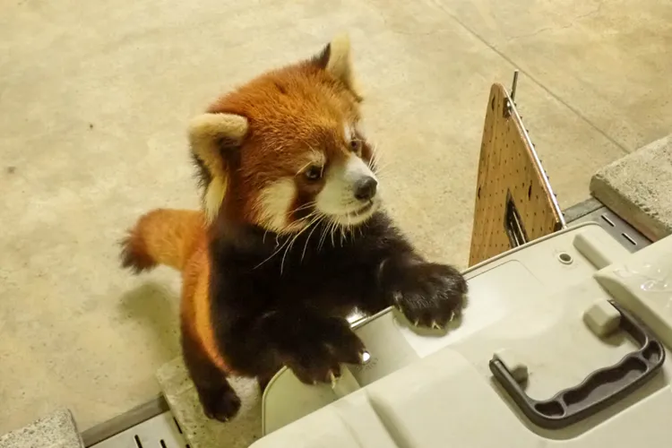 小貓熊「可頌」4月19日晚上8點抵達日本多摩動物園。東京動物園協會提供