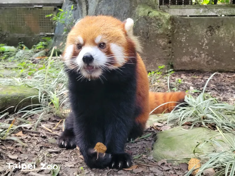 期盼「可頌」落腳日本後順利繁衍。北市動物園提供／吳佳昱攝