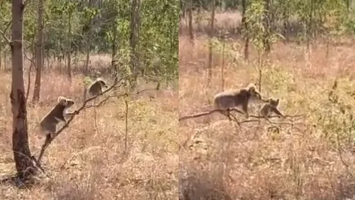野生捕捉超萌無尾熊北鼻 掛樹上下不來靠媽媽來拯救