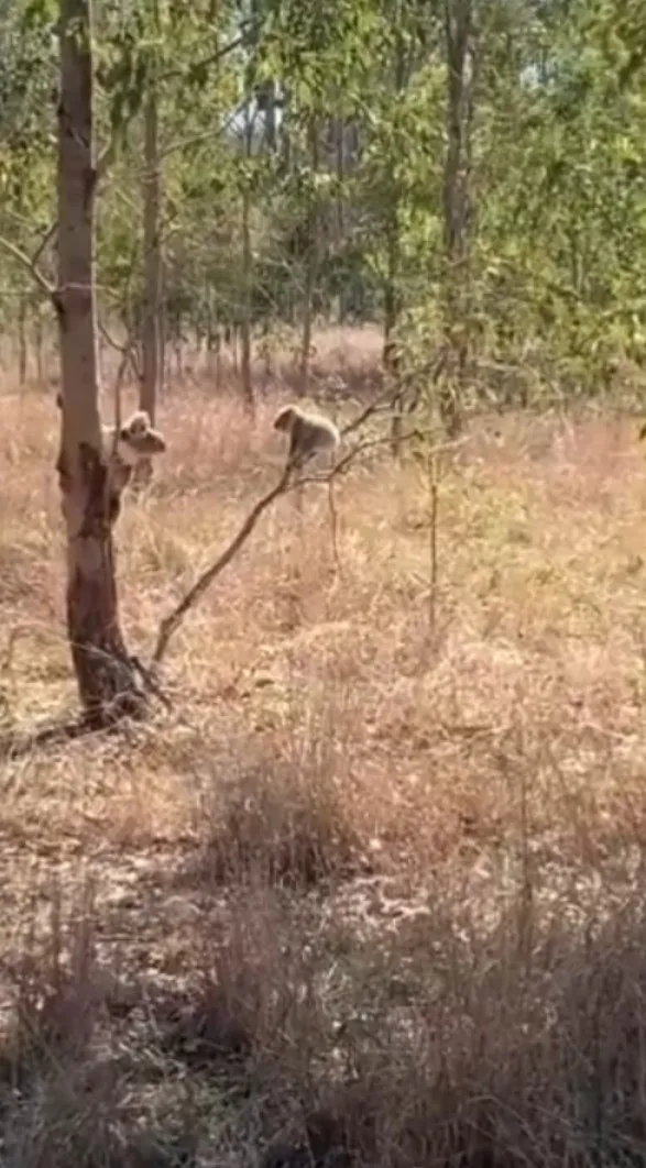 2隻無尾熊深深凝視對方。Ying-Chi Chao 提供