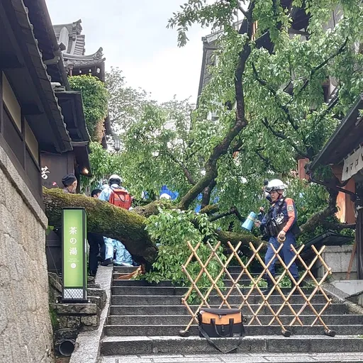 日本京都清水寺產寧坂地標櫻花樹倒 帶學生遠足的高中老師骨折重傷
