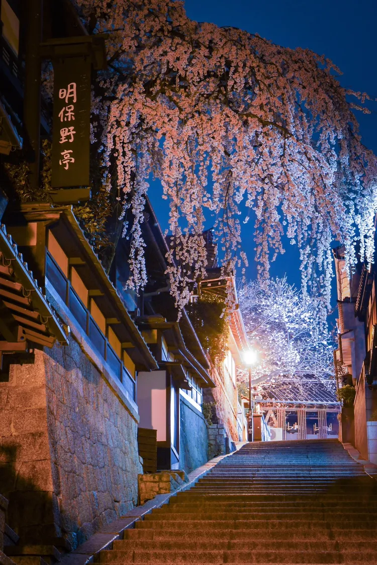 傾倒的櫻花樹每年春天櫻花盛開時，就是產寧坂上最美的風景。翻攝X@KPYLGuh9pssnMgW