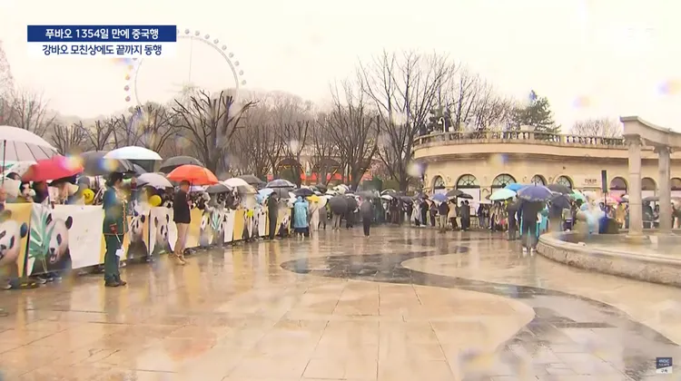 愛寶樂園聚集大批南韓民眾歡送「福寶」。翻攝MBC