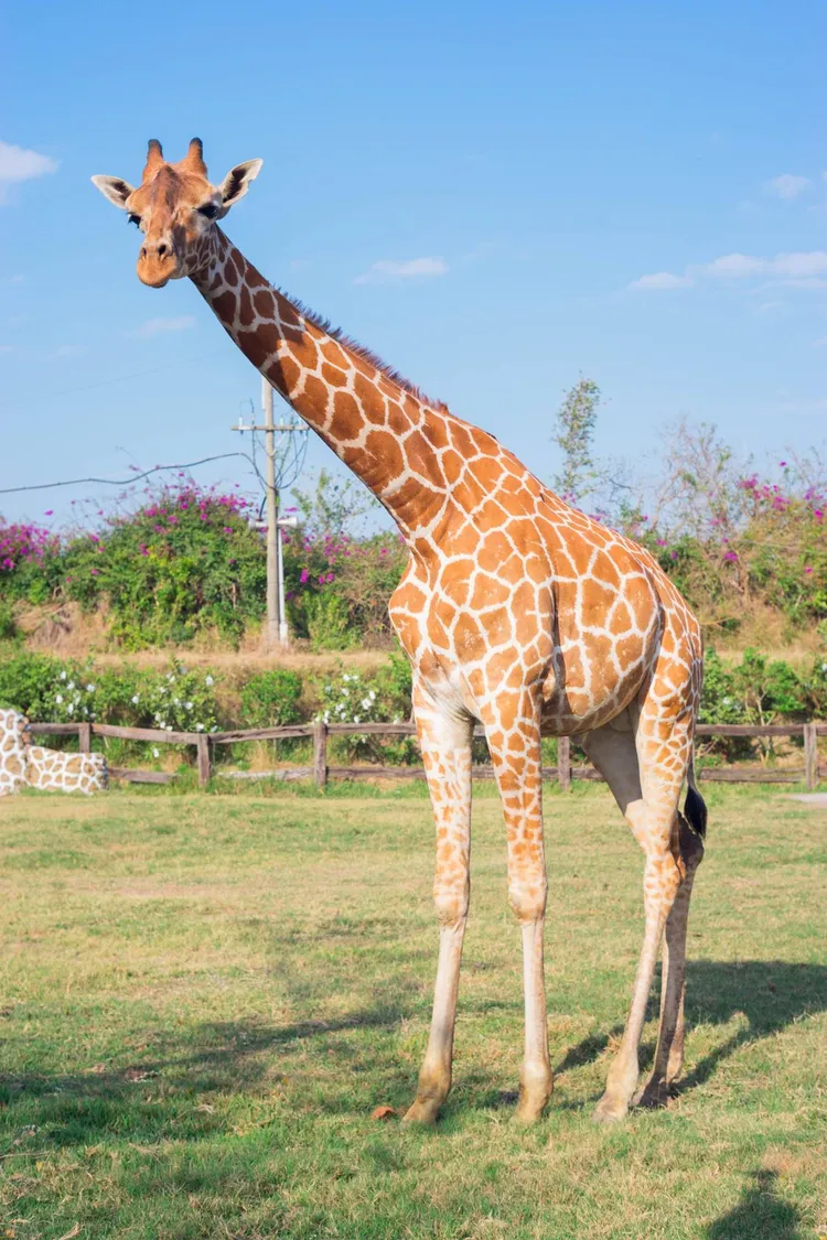 頑皮世界的長頸鹿。翻攝自頑皮世界臉書